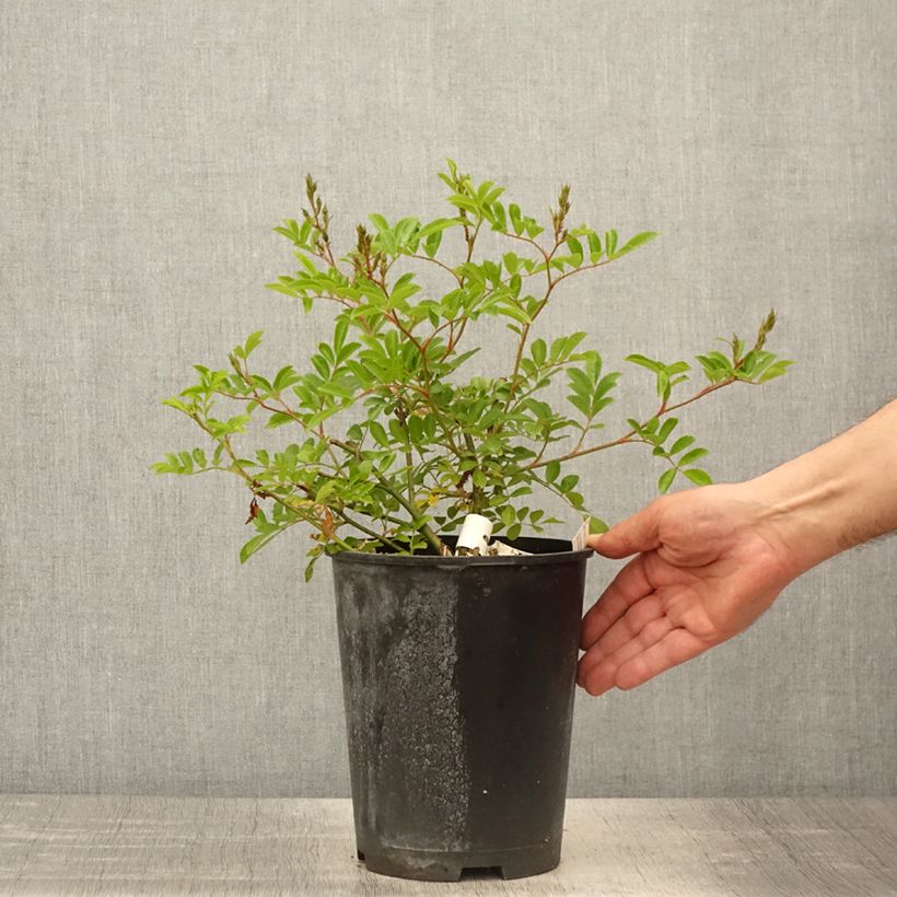 Example of Rosier arbustif Millie Fleur Pot de 4L/5L as you get in printemps