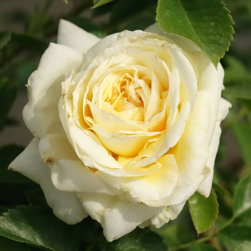 Rosier arbustif Nadia Meillandecor (Floraison)