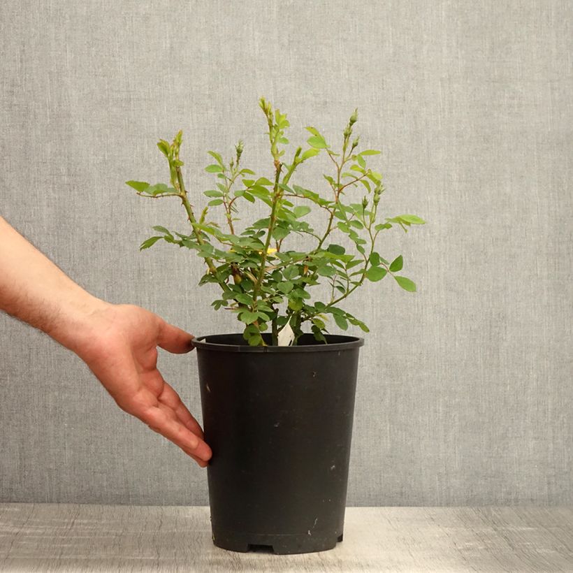 Spécimen de Rosier arbustif Omi Oswald Pot de 4L/5L tel que livré au printemps