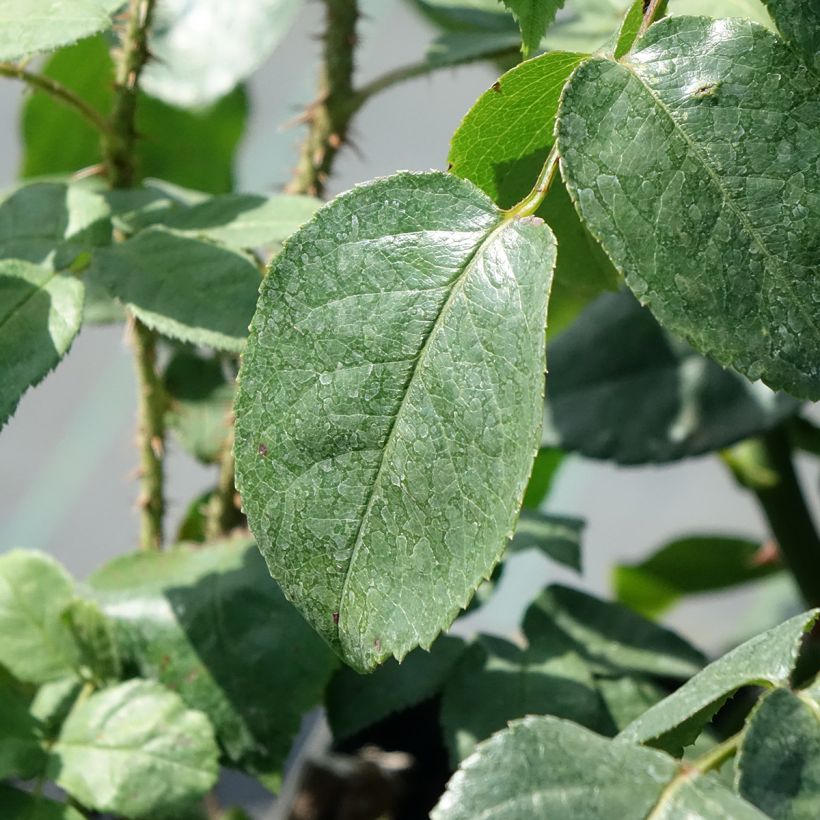 Rosier arbustif ou grimpant Grand Hotel (Feuillage)