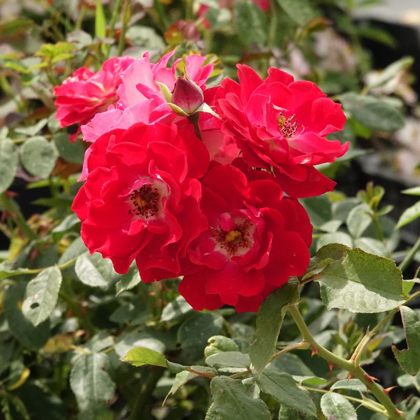 Rosier arbustif Pirouette (Floraison)