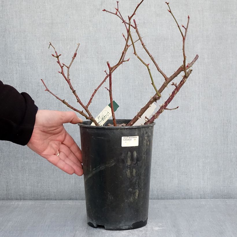 Spécimen de Rosier arbustif Pirouette Pot de 4L/5L tel que livré en hiver