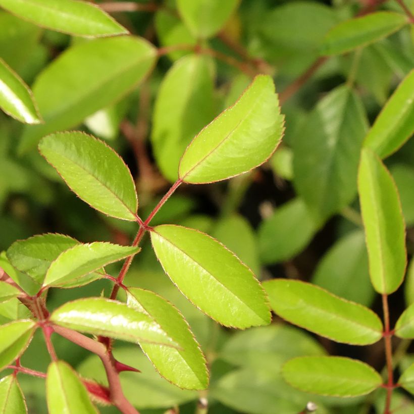 Rosier arbustif Plaisanterie (Feuillage)