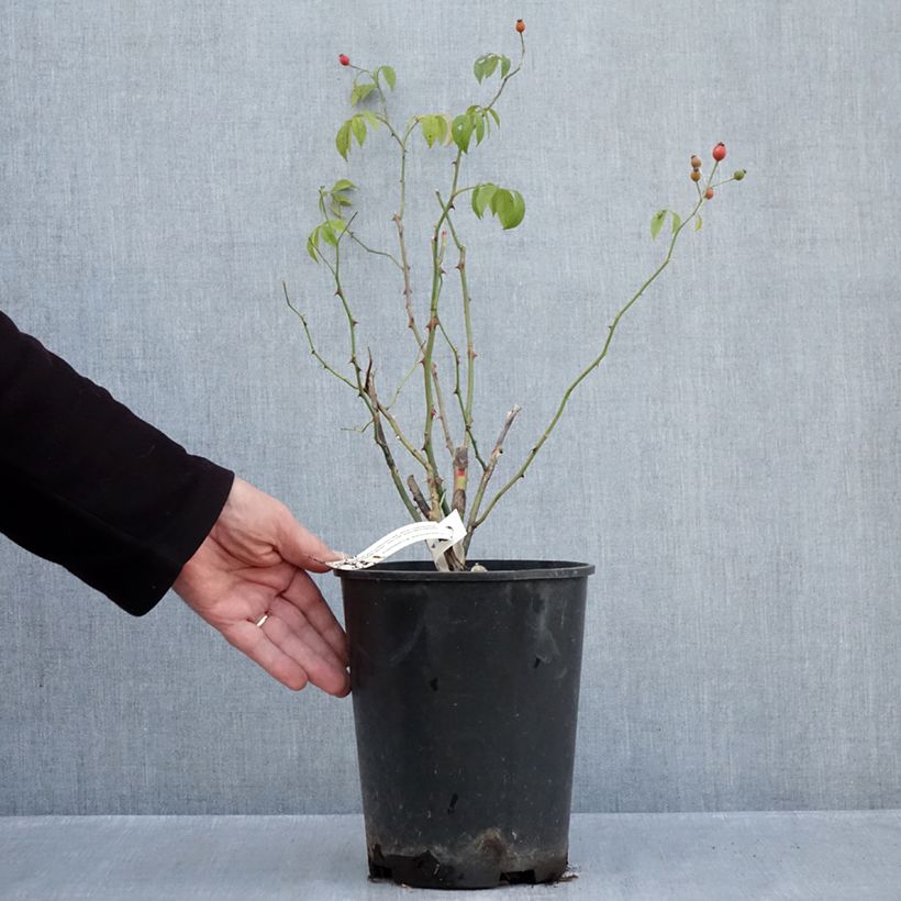 Spécimen de Rosier arbustif Plaisanterie Pot de 4L/5L tel que livré en automne