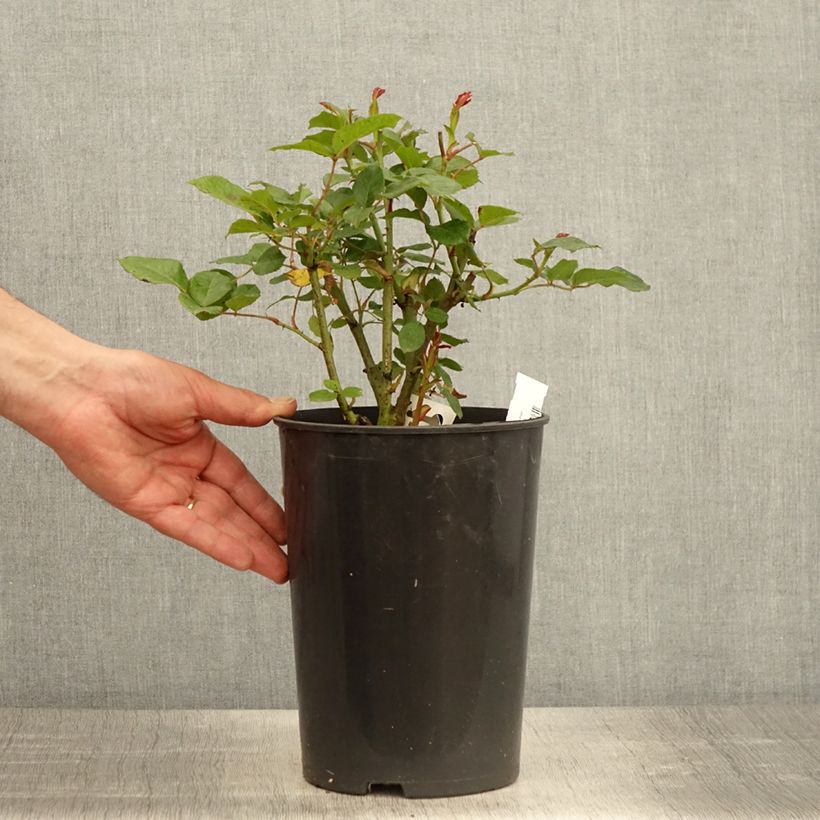 Spécimen de Rosier arbustif Prins Alexander Pot de 4L/5L tel que livré au printemps