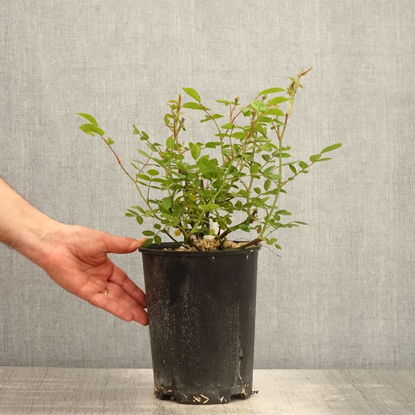 Example of Rosier arbustif Queen of the Musks Pot de 4L/5L as you get in printemps