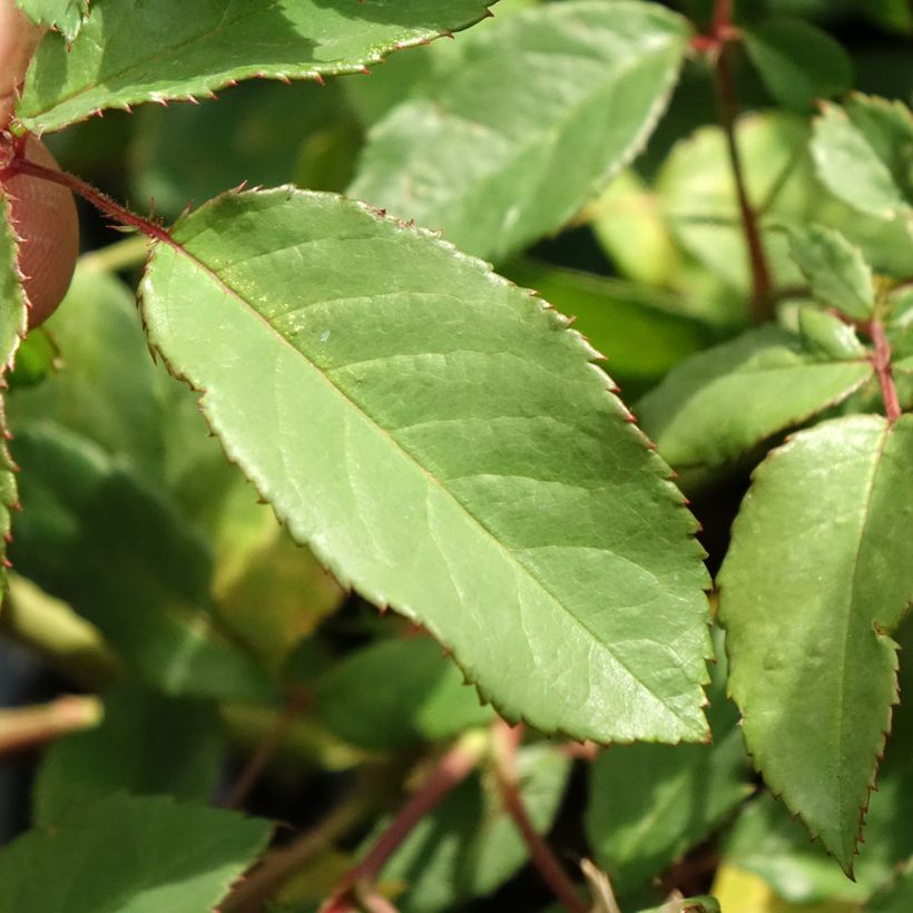 Rosier arbustif Rosalita (Feuillage)