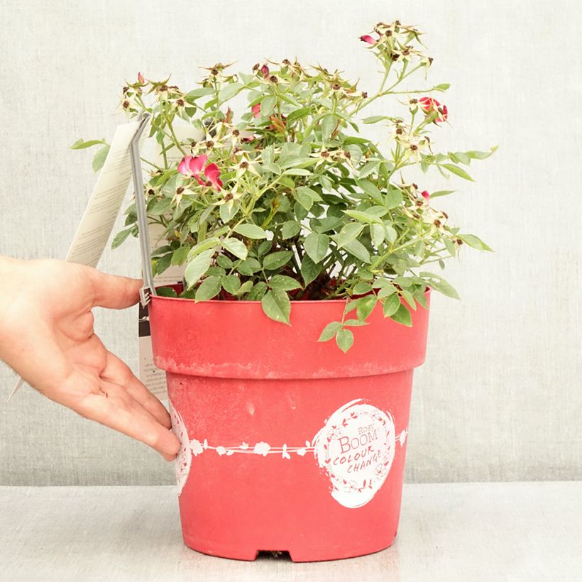Spécimen de Rosier arbustif Rosy Boom Colour Change Pot de 6L/7L tel que livré en été
