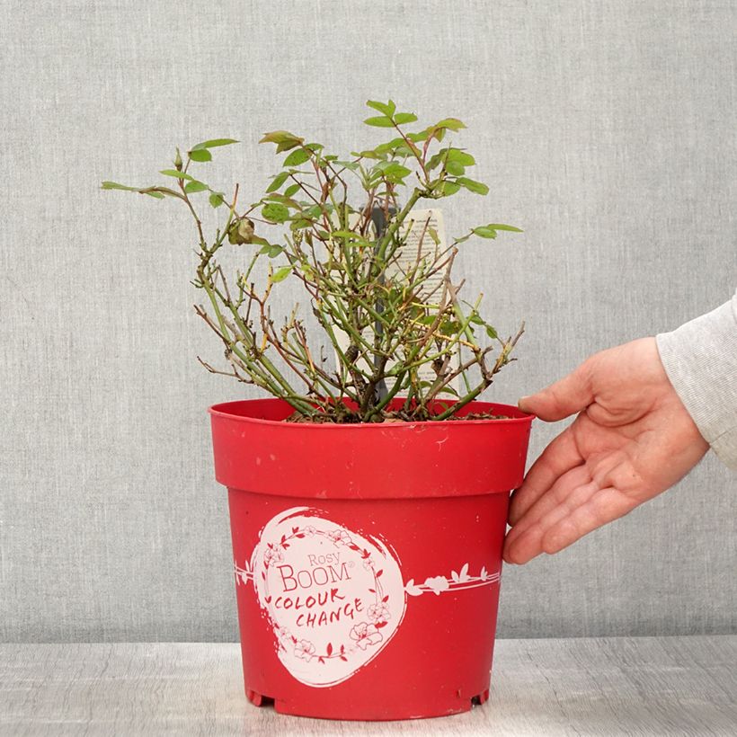 Spécimen de Rosier arbustif Rosy Boom Colour Change Pot de 6L/7L tel que livré au printemps