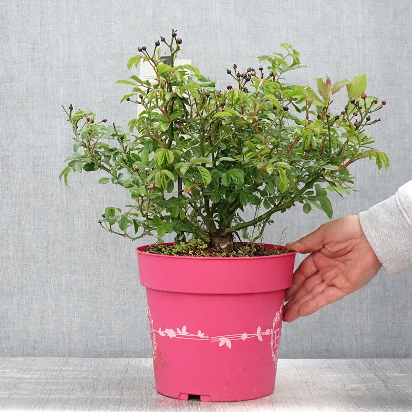 Spécimen de Rosier arbustif Rosy Boom Mini Pot de 6L/7L tel que livré au printemps
