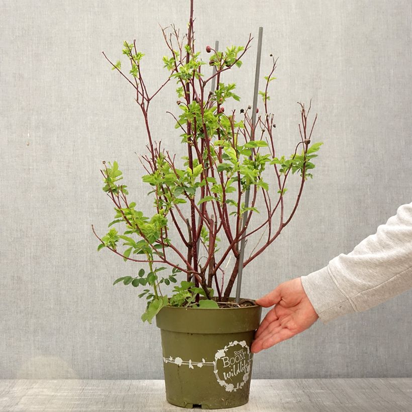 Spécimen de Rosier arbustif Rosy Boom Rose (Abellio Spaniuc) Pot de 6L/7L tel que livré au printemps