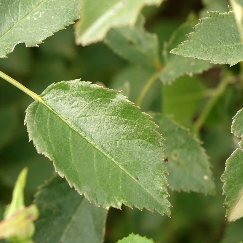 Rosier arbustif Rosy Boom rouge La Belle Rouge (Feuillage)
