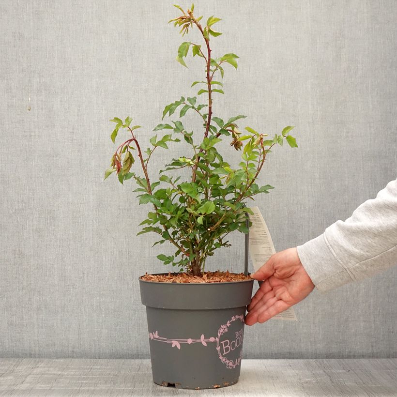 Spécimen de Rosier arbustif Rosy Boom rouge La Belle Rouge Pot de 6L/7L tel que livré au printemps