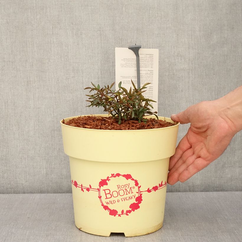Spécimen de Rosier arbustif Rosy Boom Wild and Freaky Pot de 6L/7L tel que livré au printemps