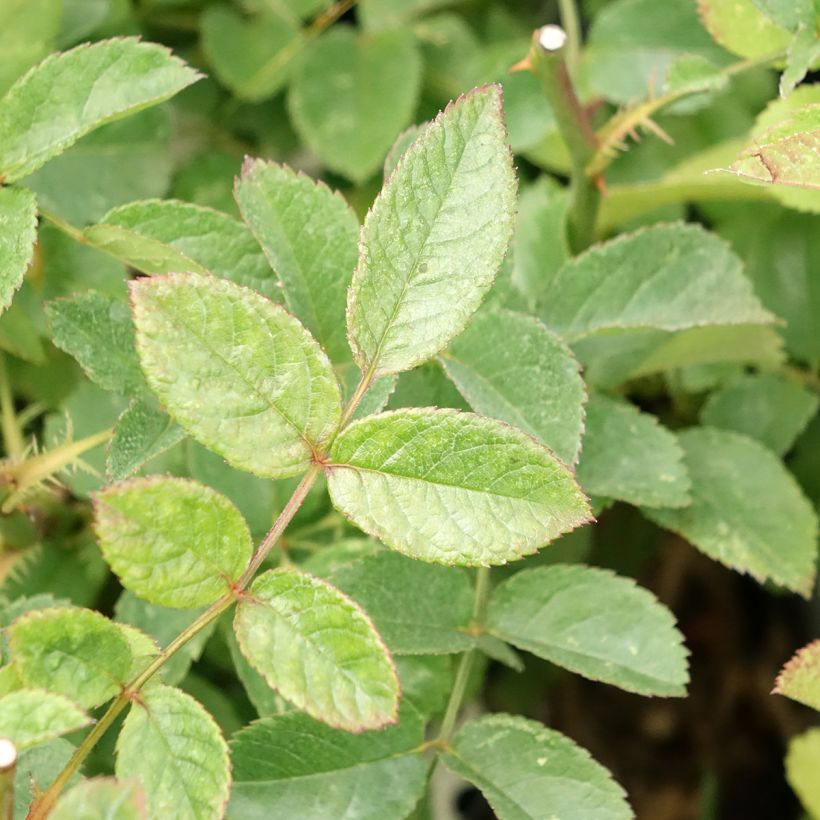 Rosier arbustif Rosy Purple (Feuillage)