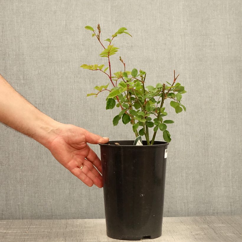 Spécimen de Rosier arbustif Rosy Purple Pot de 4L/5L tel que livré au printemps