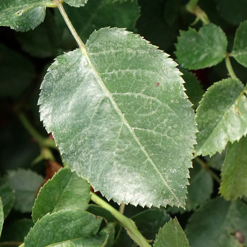 Rosier arbustif Scarlet Bonica (Feuillage)