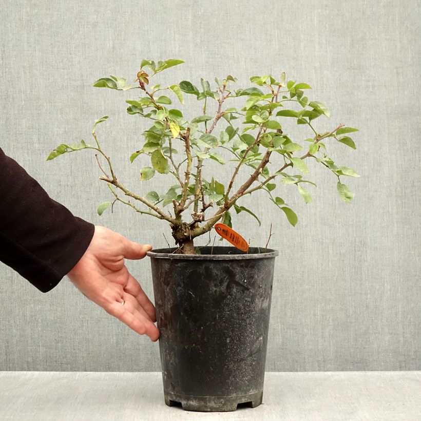 Spécimen de Rosier arbustif Scarlet Bonica Pot de 4L/5L tel que livré en automne