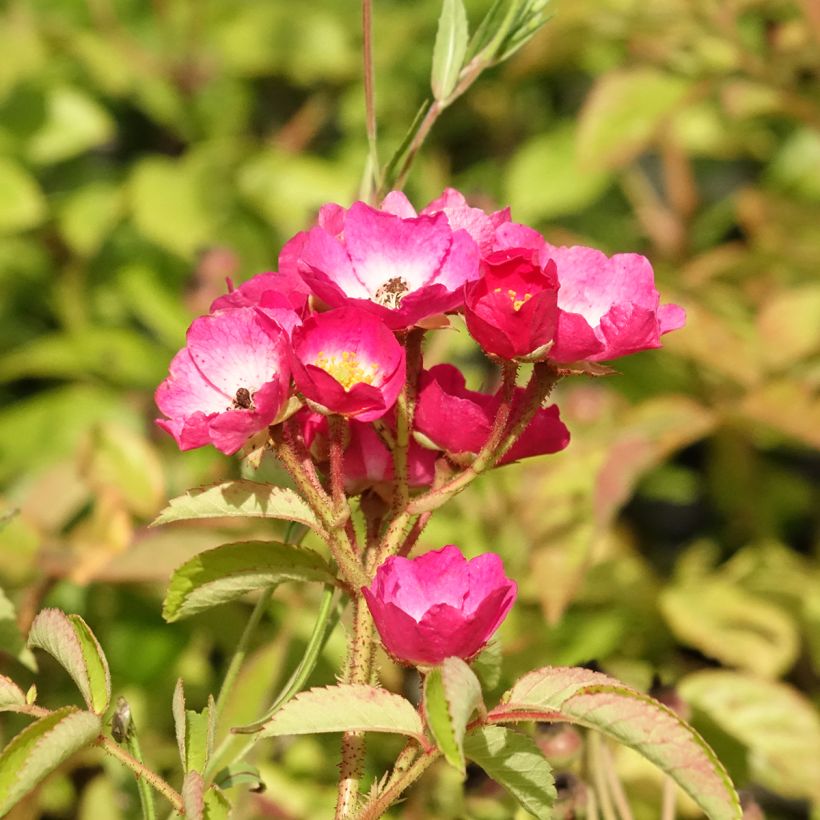 Rosier arbustif Schubert (Floraison)