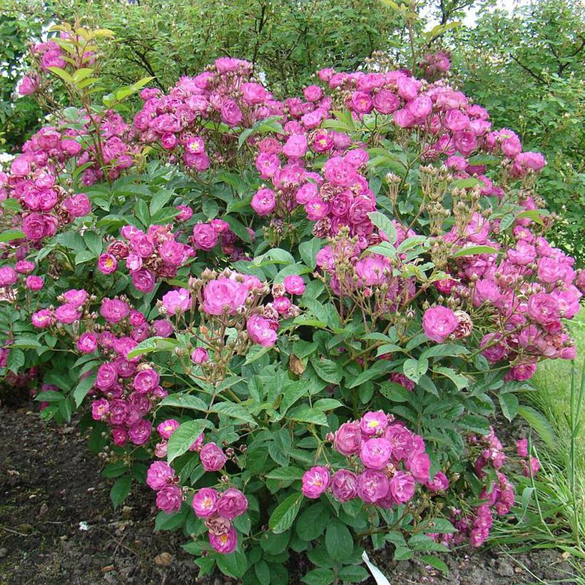 Rosier arbustif Sibelius (Plant habit)