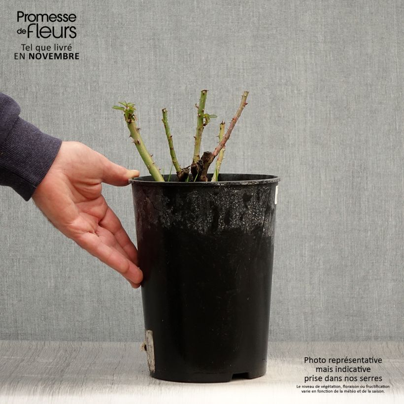 Spécimen de Rosier arbustif Soul Pot de 4L/5L tel que livré en automne