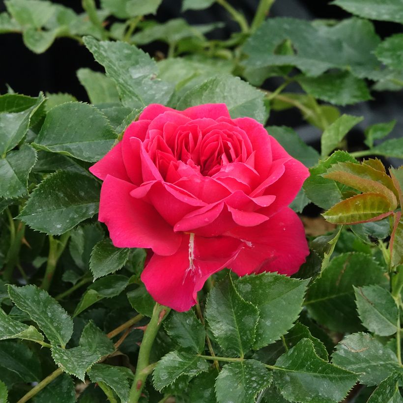 Rosier arbustif Soul (Floraison)