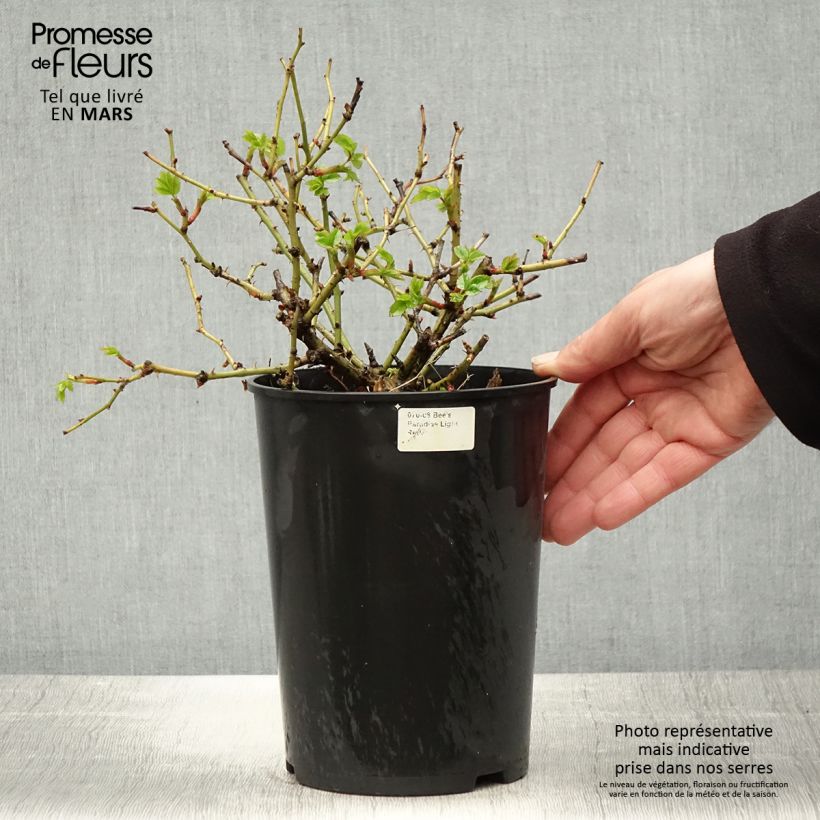 Example of Rosier Bee's Paradise Light Red Pot de 3L/4L as you get in printemps