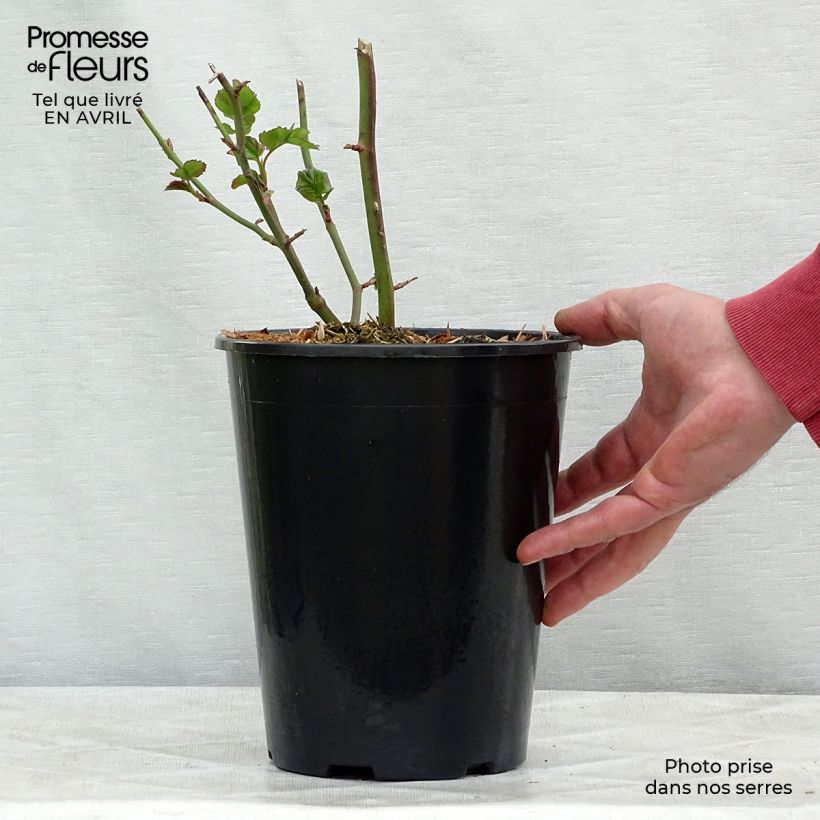 Spécimen de Rosier à fleurs groupées Bentheimer Gold Pot de 2L/3L tel que livré au printemps