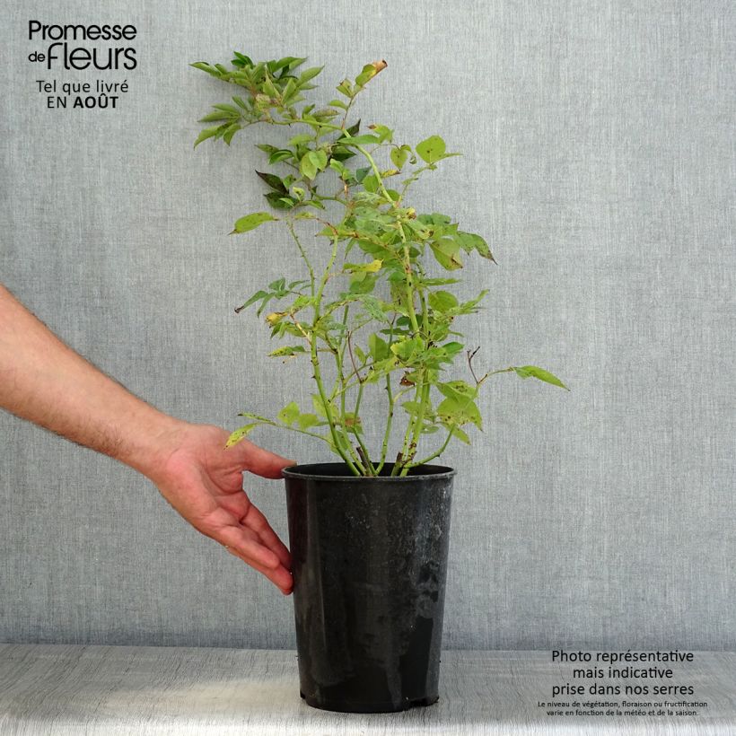 Spécimen de Rosier Bleu Magenta - Rosier grimpant ancien Pot de 4L/5L tel que livré en été