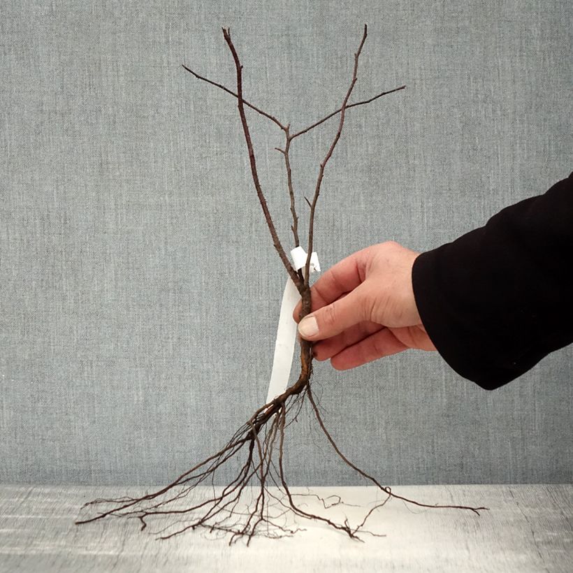 Example of Rosier botanique - Rosa glauca ou rubrifolia Racines nues as you get in hiver