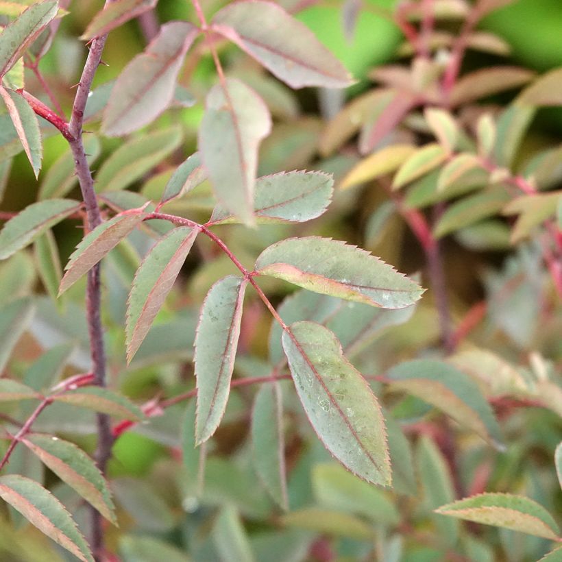 Rosier botanique - Rosa glauca ou rubrifolia (Feuillage)
