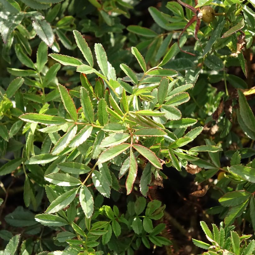 Rosier botanique - Rosa nitida (Foliage)