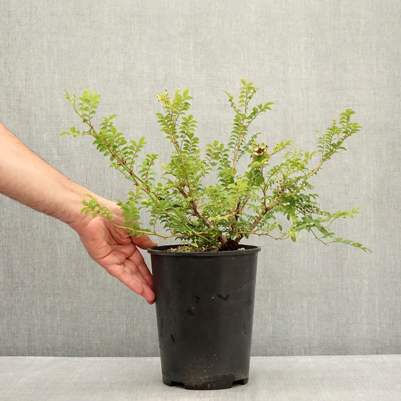 Spécimen de Rosier botanique - Rosa roxburghii Lampion Pot de 4L/5L tel que livré en été