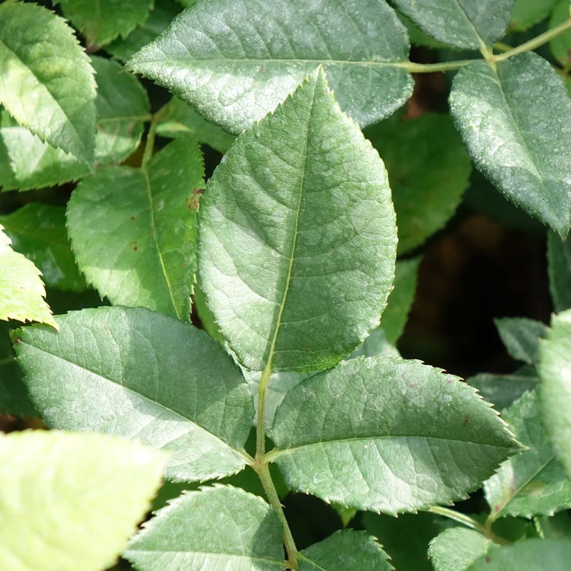 Rosier buisson à grandes fleurs La Gaité Tan 13522 (Feuillage)