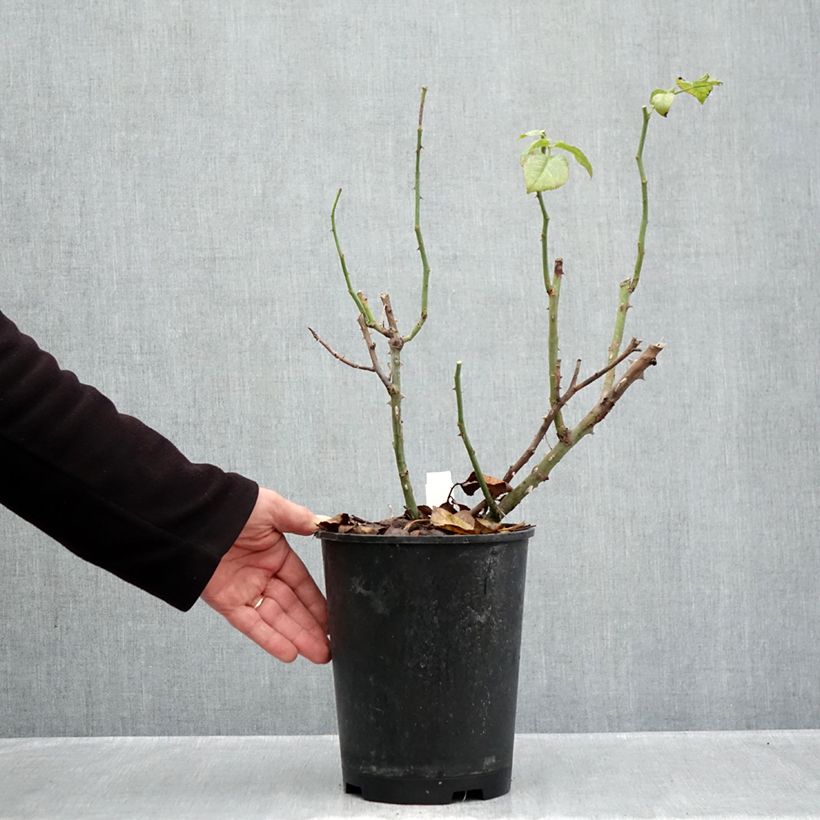 Spécimen de Rosier buisson à grandes fleurs La Gaité Tan 13522 Pot de 4L/5L tel que livré en automne