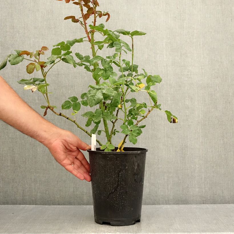 Spécimen de Rosier buisson à grandes fleurs La Gaité Tan 13522 Pot de 4L/5L tel que livré en été