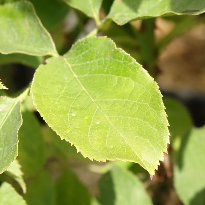 Rosier buisson Pascali (Feuillage)