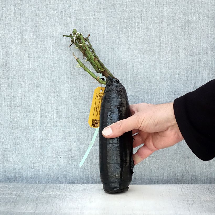 Example of Rosier couvre-sol Amber Sun Racines nues en motte as you get in hiver