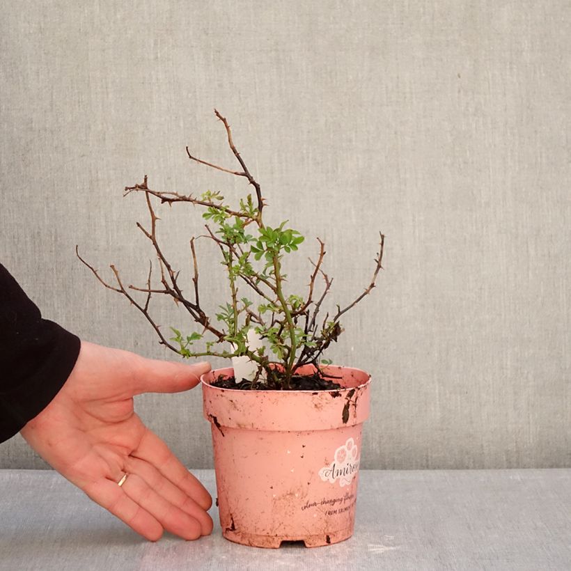 Example of Rosier couvre-sol Amirose Pot de 12 cm / 13 cm as you get in hiver