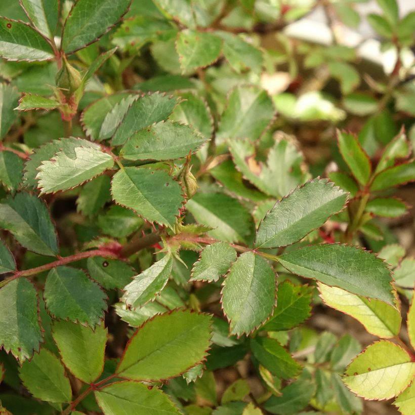 Rosier couvre-sol Amirose (Feuillage)