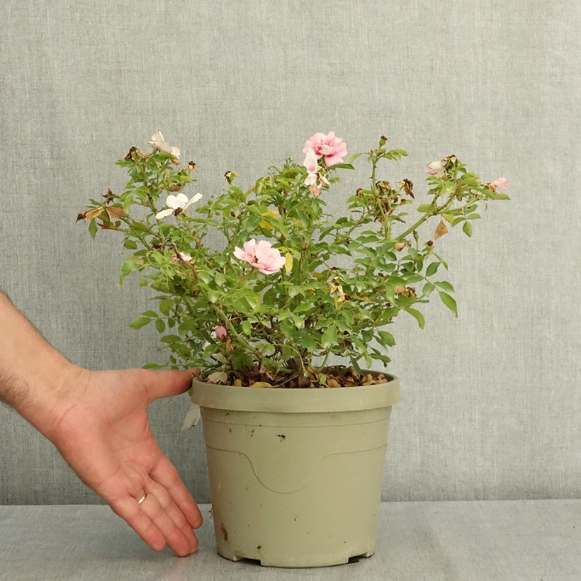 Spécimen de Rosier couvre-sol Amirose Pot de 3L/4L tel que livré en été