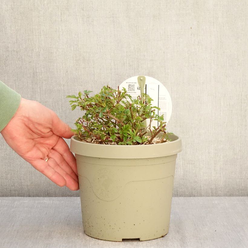 Example of Rosier couvre-sol Amirose Pot de 3L/4L as you get in hiver