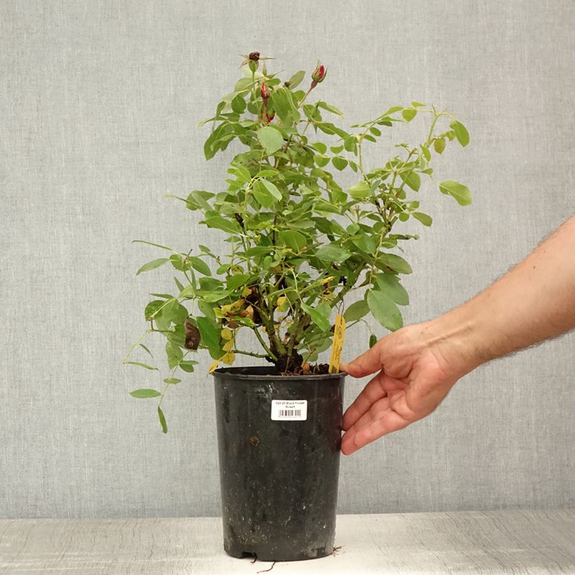 Spécimen de Rosier couvre-sol Black Forest Rose Pot de 4L/5L tel que livré en été
