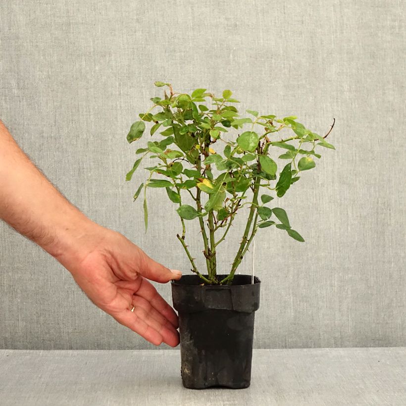 Spécimen de Rosier couvre-sol Black Forest Rose Pot de 10 cm/11cm, Issu de bouture tel que livré en été