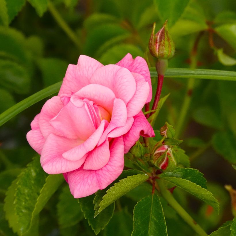 Rosier couvre-sol Country Dream (Floraison)