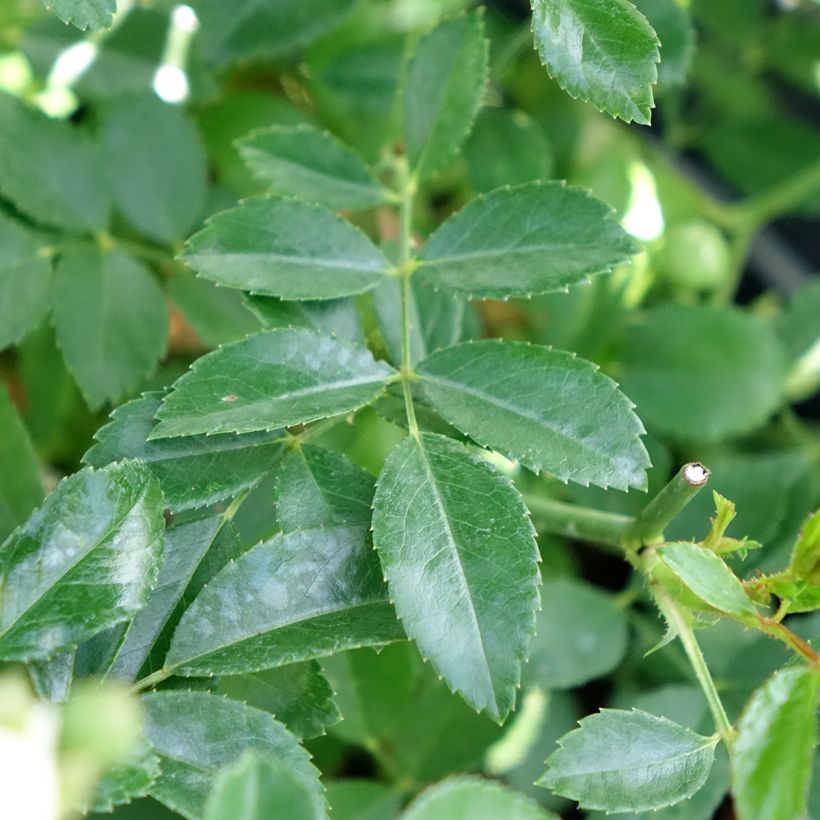 Rosier couvre-sol Crystal Fairy (Feuillage)