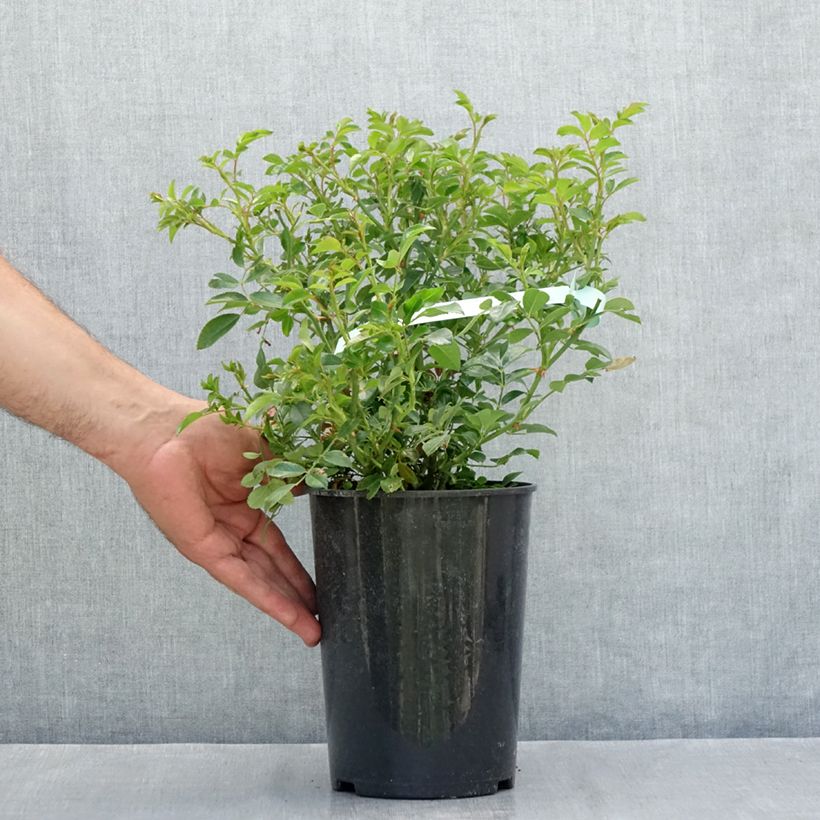 Spécimen de Rosier couvre-sol Crystal Fairy Pot de 4L/5L tel que livré en été