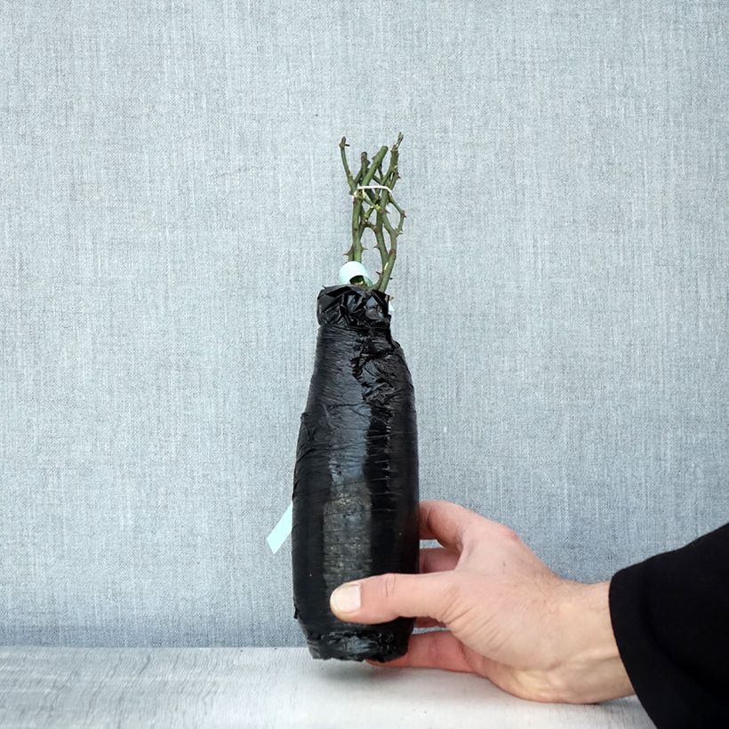 Spécimen de Rosier couvre-sol Crystal Fairy Racines nues en motte tel que livré en hiver