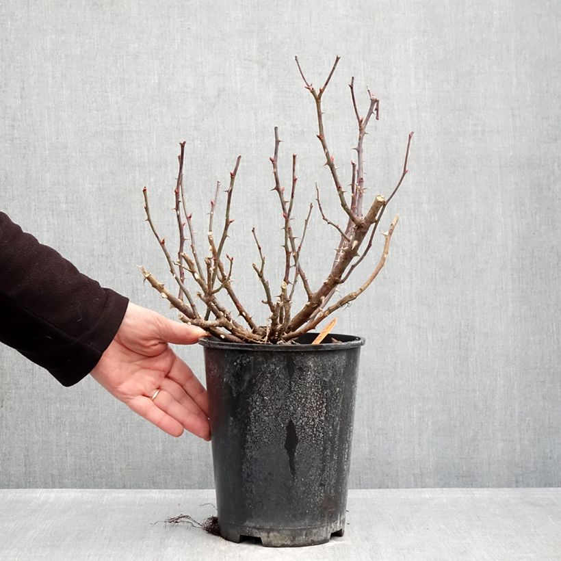 Example of Rosier couvre-sol Double Knock Out Pot de 4L/5L as you get in hiver