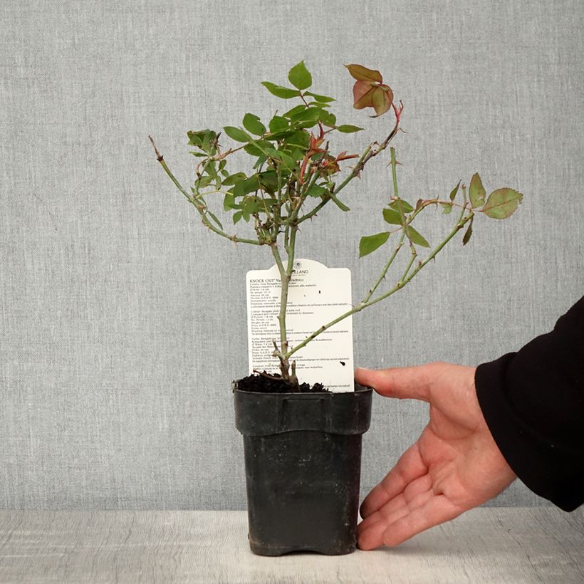Spécimen de Rosier couvre-sol Knock Out Radrazz Pot de 10 cm/11cm, Issu de bouture tel que livré au printemps
